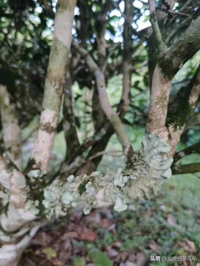 老枞红茶价格，深度探讨历史背景与地位影响下的价格走势