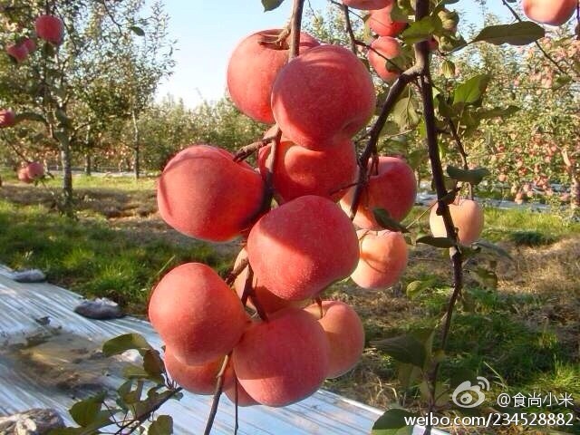 阿克苏苹果上市时间详解，全面步骤指南