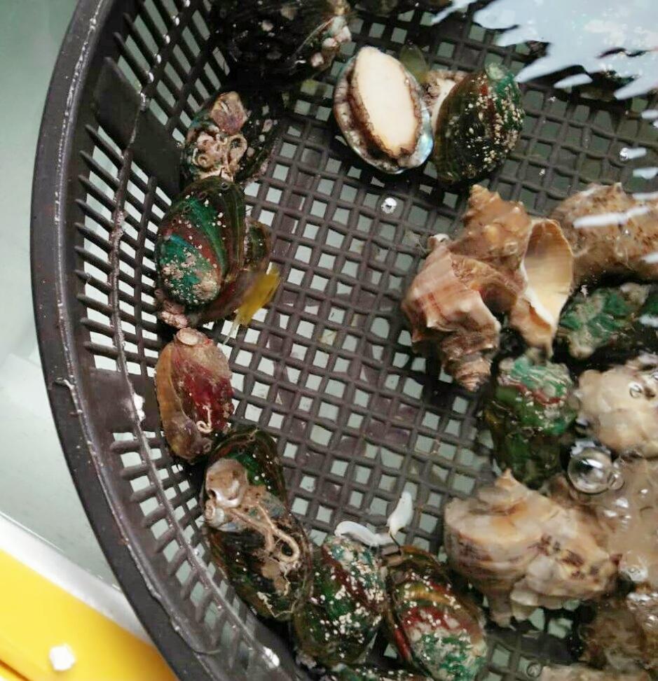 鲍鱼最新行情及小巷美食秘境探秘