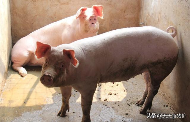 福建漳浦今日猪价行情分析与概述
