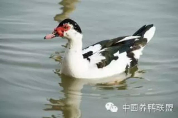 鸳鸯鸭行情，一只鸭子背后的励志故事