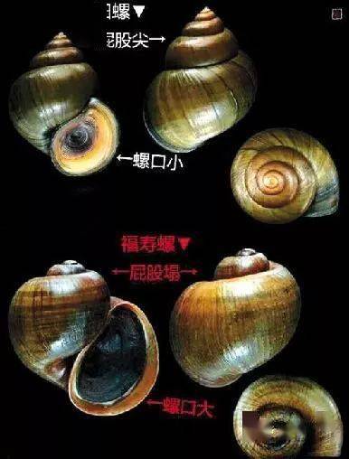 田螺价格背后的温情故事，奇遇与收购之旅
