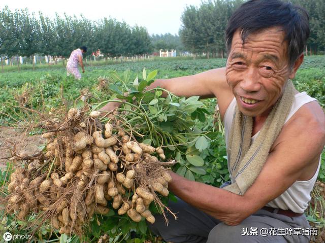 延津县花生米今日行情详解，如何了解与评估市场行情及趋势分析