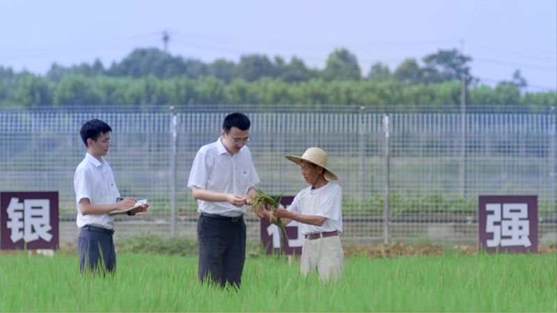 荃银高科水稻新品种亮相，引领农业科技创新之路