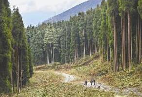 安徽省林场最新动态更新，绿意盎然的发展讯息🌲🍃