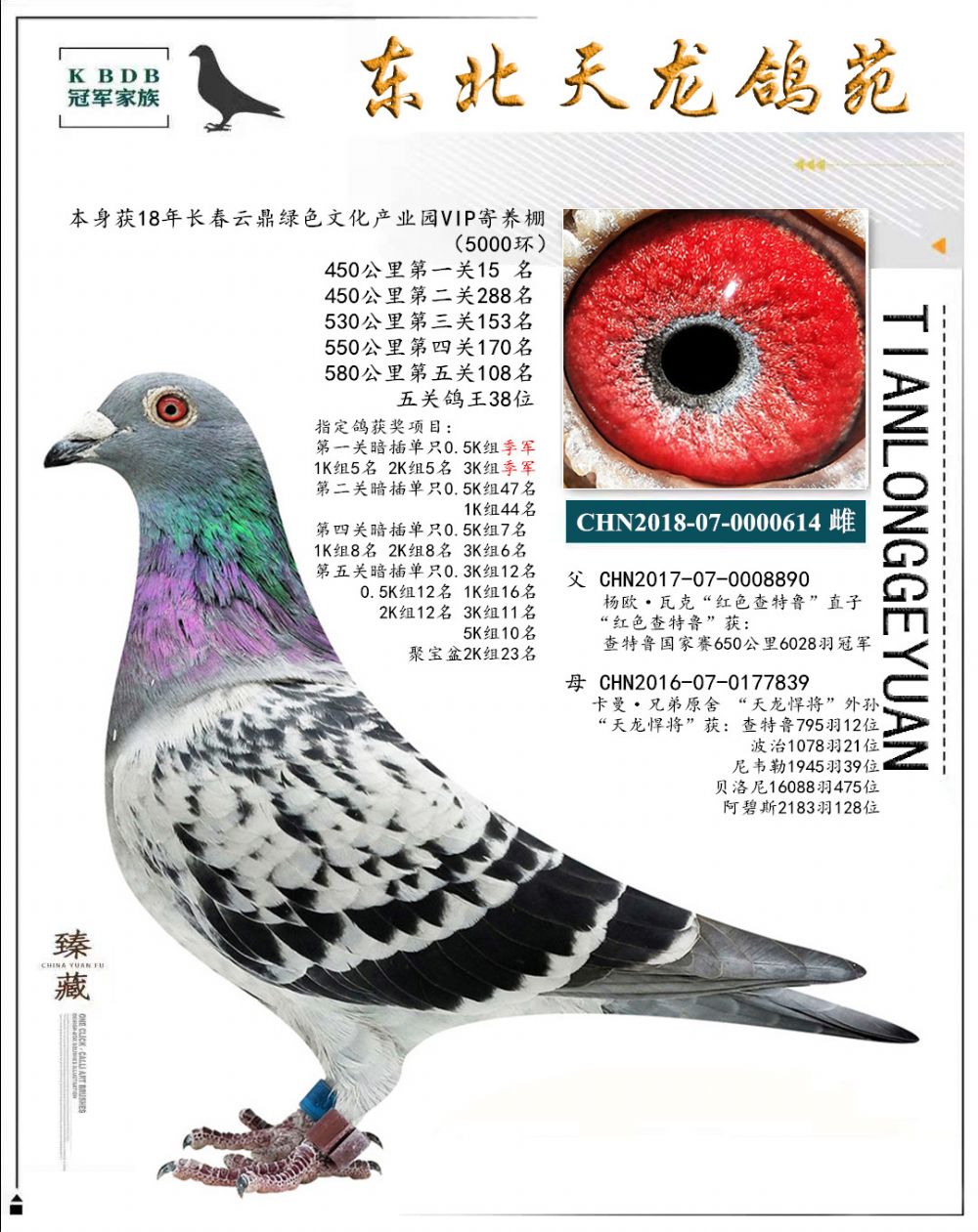 东北天龙鸽苑最新图片，鸽界风采展现，价值与影响深度探讨