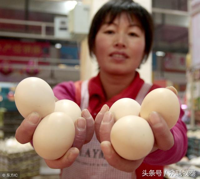 驻马店今日鸡蛋最新价格信息